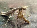 A Molting Praying Mantis (1255859)
