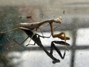 A Molting Praying Mantis (1255827)