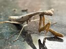 A Molting Praying Mantis (1255952)