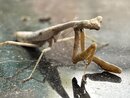 A Molting Praying Mantis (1255828)