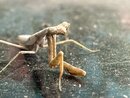 A Molting Praying Mantis (1255956)