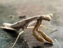 A Molting Praying Mantis (1255852)