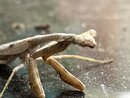 A Molting Praying Mantis (1255888)