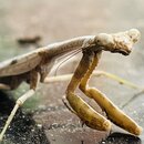 A Molting Praying Mantis