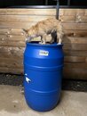Rain Barrel Experiments (1257614)