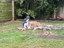 All of the Dogs Playing (1259513)