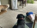 All of the Dogs Playing (1259606)