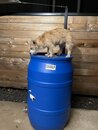 Rain Barrel Experiments (1257775)