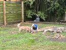 All of the Dogs Playing (1259624)