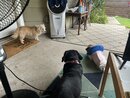 All of the Dogs Playing (1259531)