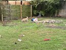 All of the Dogs Playing (1259695)