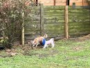 All of the Dogs Playing (1259714)