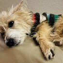 Rachel and Atti (1264763)