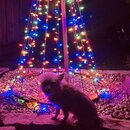 Xmas in Houston 2022 (1268417)