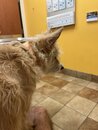 Atti at the Vet (1272118)