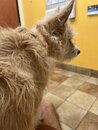 Atti at the Vet (1272616)