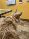 Atti at the Vet (1272836)