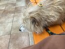 Atti at the Vet (1272700)