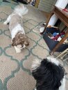 Abbi and Mark's Dogs (1272741)