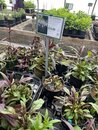 Carolina Native Nursery Outing (1278522)