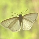 Weaverville in April