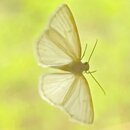 Weaverville in April (1278703)