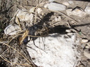 Guadalupe Mountains State Park (26774)