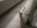Refrigerator MosquitoHawk (30780)
