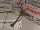 Refrigerator MosquitoHawk (30794)