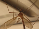 Refrigerator MosquitoHawk (30779)