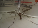 Refrigerator MosquitoHawk (30772)