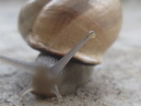 A Random Snail (32988)