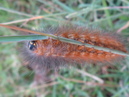 A Lawn Critter (32742)