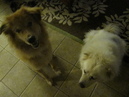 Dogsitting for Oso and Lola (32841)