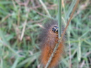 A Lawn Critter (32656)