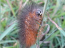 A Lawn Critter (32664)