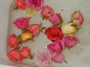 After Wedding Roses (836)