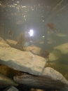 Westslope Aquarium (1088)