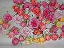 After Wedding Roses (838)