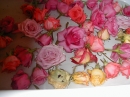After Wedding Roses (840)