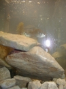 Westslope Aquarium (1102)