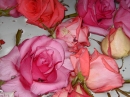 After Wedding Roses (842)