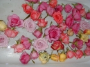 After Wedding Roses (839)