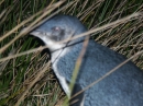 Blue Penguin Colony (2557)