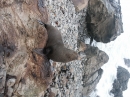 Ohau Seal Colony (2826)