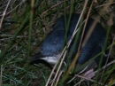 Blue Penguin Colony (2503)