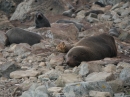 Ohau Seal Colony (2852)