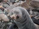 Ohau Seal Colony (2818)