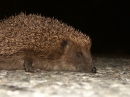 A Hedgehog in the Road (2449)