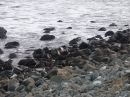 Ohau Seal Colony (2891)